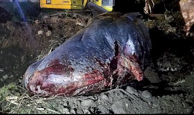 Paus-Mati-Di-Perairan-Alor-Besar,-Polres-Alor-Bantu-Evakuasi