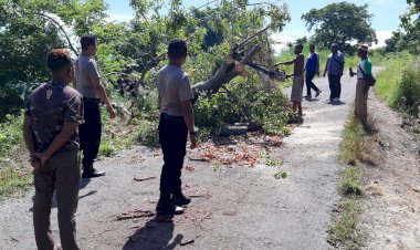 Kapolsek-Pantar-Bersama-Masyarakat-Bana-Lakukan-Pembersihan-Batang-Pohon-Tumbang-untuk-Kemanan-Arus-Lalu-Lintas