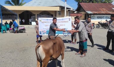 Sambut-Hari-Idul-Adha-2024,-Polres-Alor-Sumbangkan-7-Ekor-Sapi