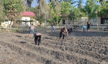 Polsek-Alor-Timur-Dukung-Ketahanan-Pangan-Nasional-melalui-Pembukaan-Lahan-Pertanian