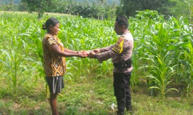 Dukung-Ketahanan-Pangan-di-Desa-Petleng,-BRIPKA-Toni-Frans-Kunjungi-Kebun-Jagung-Warga