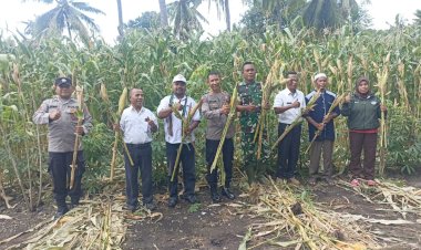 Panen-Raya-Jagung-Serentak,-Kapolsek-Pantar-Hadiri-Kegiatan-Bersama-Masyarakat