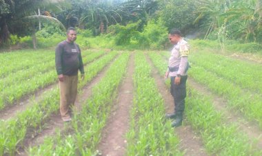 Bhabinkamtibmas-Desa-Petleng-Laksanakan-Pengecekan-Tanaman-Kangkung-di-Lahan-Pertanian-Warga