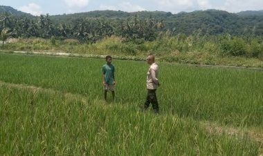 Bripka-Regim-Pasutung-Dampingi-Ketahanan-Pangan-Warga-di-Desa-Air-Panas,-Alor-Timur-Laut