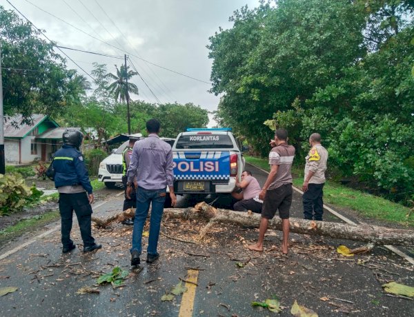 Polisi dan Warga Gotong Royong Bersihkan Pohon Tumbang di Kabola, Arus Lalu Lintas Kembali Lancar