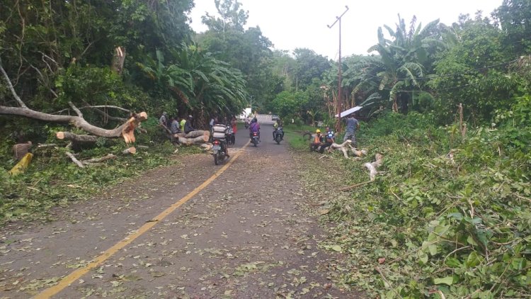 Personil Polsek Alor Timur Laut dan Warga Bersihkan Pohon Tumbang Yang Menutupi Jalan