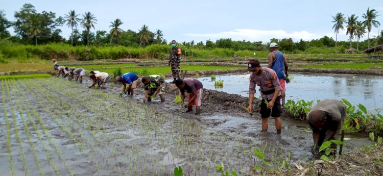 Sinergitas TNI-POLRI untuk ketahanan pangan di Alor