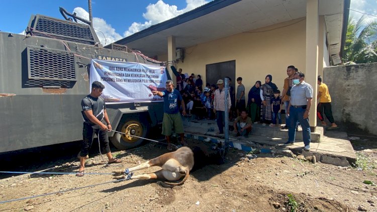 Hari Raya Idul Adha 1443 H, Polres Alor Qurban 7 Ekor Sapi