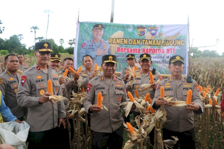 Kapolda NTT Panen dan Tanam Jagung Bersama Kelompok Tani di Desa Kuanheum