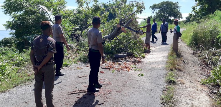 Kapolsek Pantar Bersama Masyarakat Bana Lakukan Pembersihan Batang Pohon Tumbang untuk Kemanan Arus Lalu Lintas