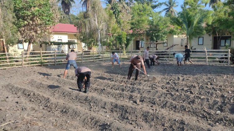 Polsek Alor Timur Dukung Ketahanan Pangan Nasional melalui Pembukaan Lahan Pertanian