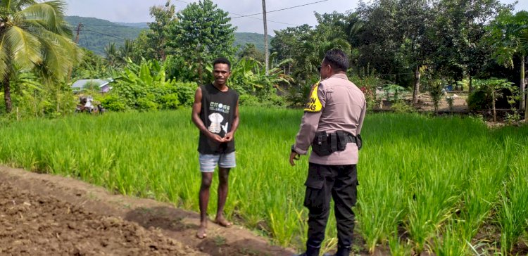 Pengecekan dan Pengawasan Pertumbuhan Tanaman di Lahan Penanaman Sayur Kangkung oleh Polsek Atu, Polres Alor