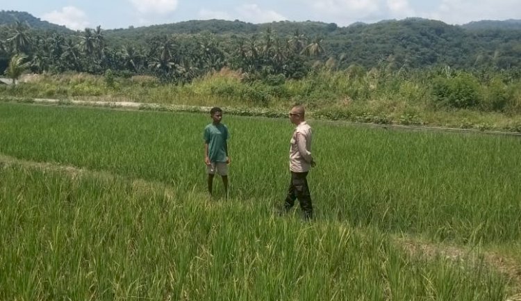 Bripka Regim Pasutung Dampingi Ketahanan Pangan Warga di Desa Air Panas, Alor Timur Laut
