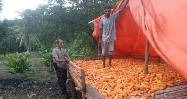 Kanit Binmas Sambangi Lahan Jagung Milik Warga di Desa Air Mancur, Cek Hasil Panen dan Bangun Komunikasi