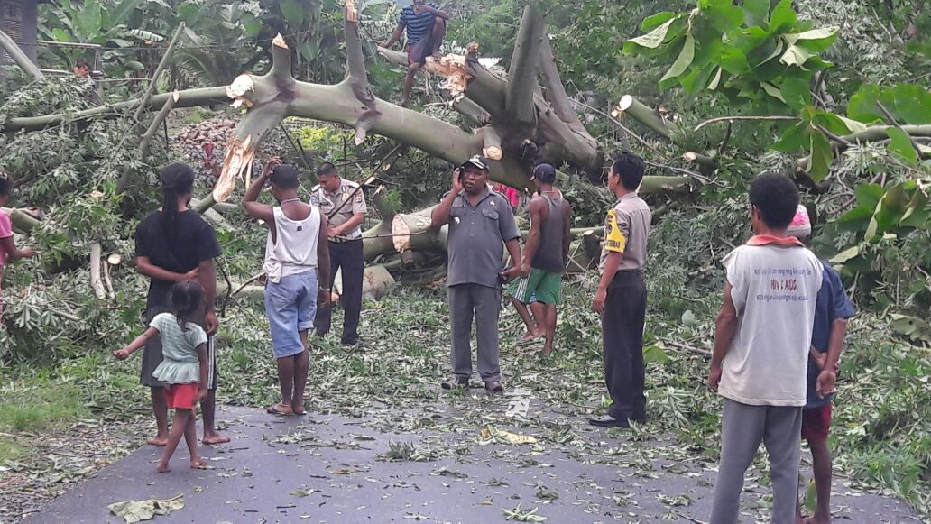 Polsek Alor Tengah Utara Bersama Warga Membersihkan Pohon Tumbang Di Jalan