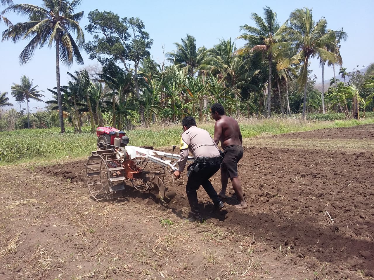 Bhabinkamtibmas Polsek Alor Tengan Utara Bantu Warga Bajak Ladang